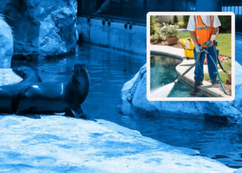Hombre fallece al caer en estanque de lobos marinos en el Zoológico de Chapultepec