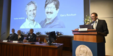 Los ganadores del Premio Nobel de Medicina 2024 son Victor Ambros y Gary Ruvkun por su descubrimiento del micro-ARN
