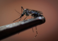 En 2024, Ciudad Valles supera los 300 casos de dengue