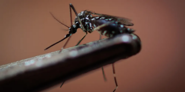 En 2024, Ciudad Valles supera los 300 casos de dengue