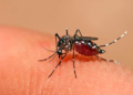 Se reportan 42 nuevos casos de dengue