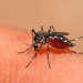 Se reportan 42 nuevos casos de dengue