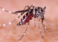 El dengue habría sido responsable de hasta 13 fallecimientos en San Luis Potosí