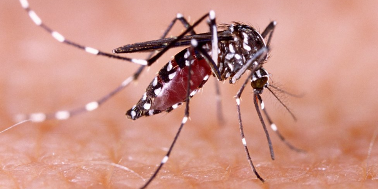 El dengue habría sido responsable de hasta 13 fallecimientos en San Luis Potosí