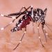 El dengue habría sido responsable de hasta 13 fallecimientos en San Luis Potosí