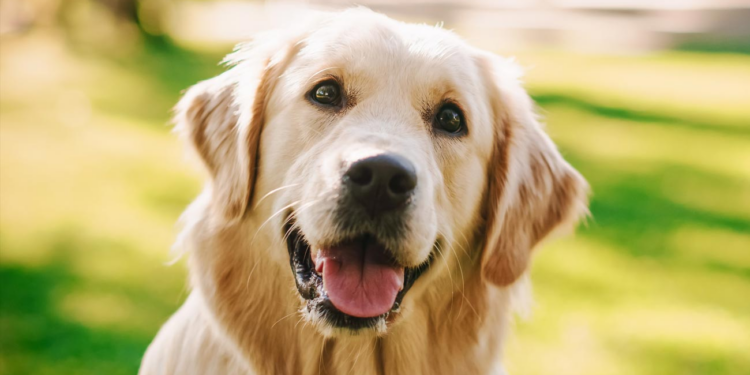 Investigadores hallaron que los perros se encuentran en una nueva etapa de su evolución