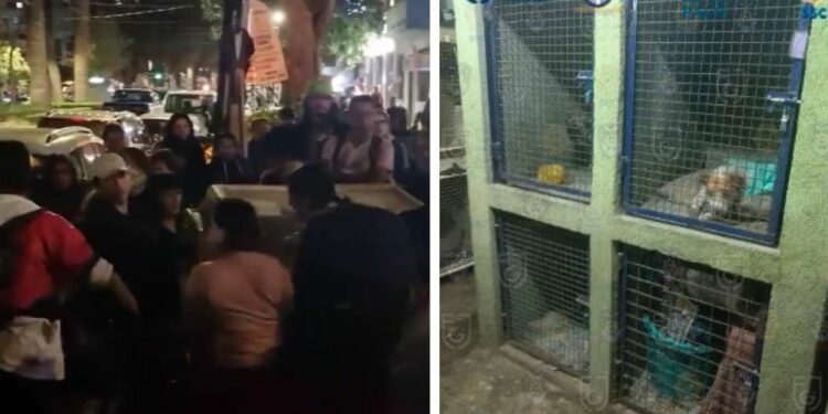 VIDEO| Fiscalía CDMX ‘rescata’ animales tras denuncia de maltrato en albergue; vecinos protestan por irregularidades durante operativo