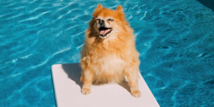 Primer crucero exclusivo para perros ya tiene fecha para zarpar y cuenta con peluquería, masajes y alberca para consentir a los peludos