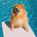 Primer crucero exclusivo para perros ya tiene fecha para zarpar y cuenta con peluquería, masajes y alberca para consentir a los peludos