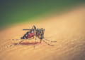 México acumula más de 105 mil casos de dengue