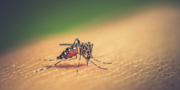 México acumula más de 105 mil casos de dengue