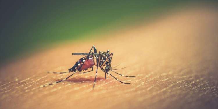 México acumula más de 105 mil casos de dengue