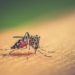 México acumula más de 105 mil casos de dengue