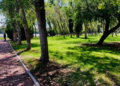 10% de los árboles del Parque Tangamanga I tienen plaga