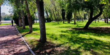 10% de los árboles del Parque Tangamanga I tienen plaga