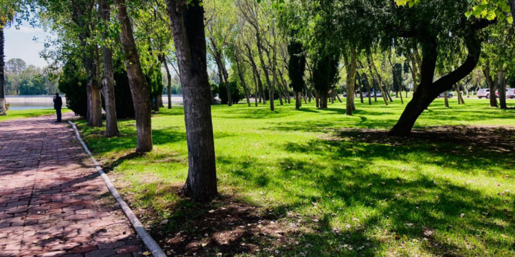 10% de los árboles del Parque Tangamanga I tienen plaga