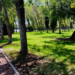 10% de los árboles del Parque Tangamanga I tienen plaga