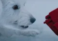 ¿Es un pájaro, es un avión? Krypto se roba el show en el tráiler de ‘Superman: Legacy’