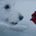 ¿Es un pájaro, es un avión? Krypto se roba el show en el tráiler de ‘Superman: Legacy’