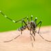 América Latina enfrenta la mayor epidemia de dengue desde 1980