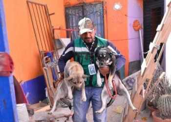 Dos perros abandonados fueron rescatados en la Colonia Nuevo Foresta