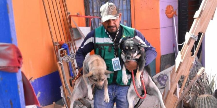 Dos perros abandonados fueron rescatados en la Colonia Nuevo Foresta