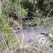 Dos heridos de gravedad tras accidente en tramo Tamuín-San Vicente
