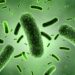 Trece niños fallecen debido a una posible infección por la bacteria Klebsiella oxytoca