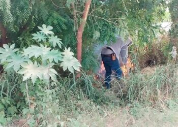 En Valles una familia es hospitalizada tras ser atacada por abejas