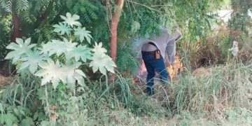 En Valles una familia es hospitalizada tras ser atacada por abejas