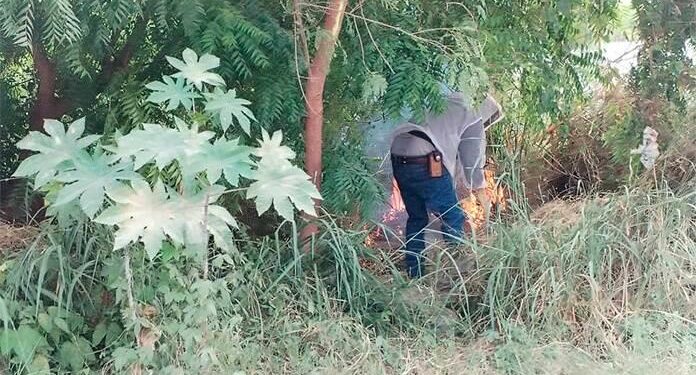 En Valles una familia es hospitalizada tras ser atacada por abejas