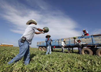 Una deportación masiva como la propuesta por Trump afectaría la economía de EE.UU. ¿Cuánto aportan los migrantes indocumentados a la economía?