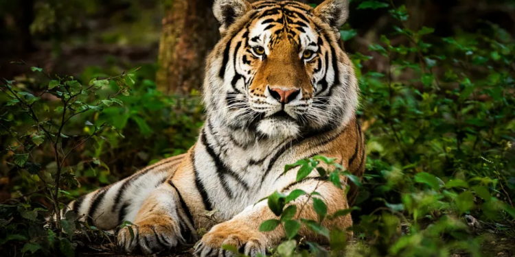 Gripe aviar ha causado la muerte de veinte felinos en un refugio de animales en Washington