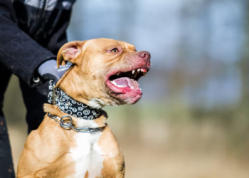 Pitbull mata a niño de 4 años durante Navidad en Chihuahua; arrestan al dueño del perro