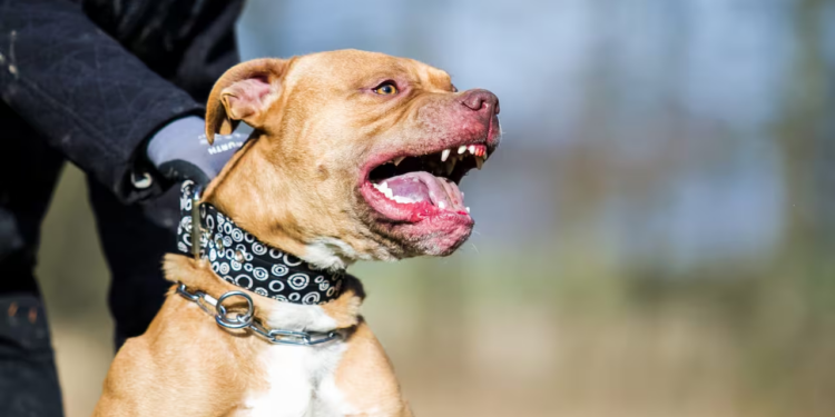 Pitbull mata a niño de 4 años durante Navidad en Chihuahua; arrestan al dueño del perro