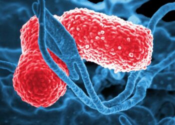 Fallecieron 17 menores por bacteria Klebsiella oxytoca; brote está controlado, asegura SSa
