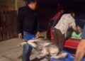 Perros atacados por enjambre en V. de Pozos