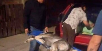 Perros atacados por enjambre en V. de Pozos