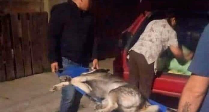Perros atacados por enjambre en V. de Pozos