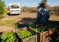 Asesinan a empresario limonero en Michoacán tras presuntas extorsiones