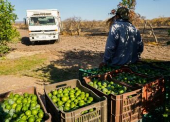 Asesinan a empresario limonero en Michoacán tras presuntas extorsiones