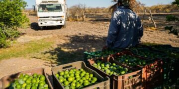 Asesinan a empresario limonero en Michoacán tras presuntas extorsiones