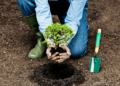 Plantar árboles en lugares inapropiados puede aumentar la temperatura de las ciudades