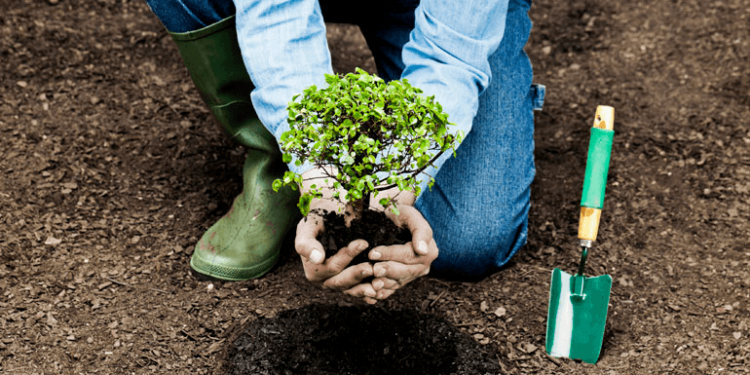 Plantar árboles en lugares inapropiados puede aumentar la temperatura de las ciudades