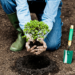 Plantar árboles en lugares inapropiados puede aumentar la temperatura de las ciudades