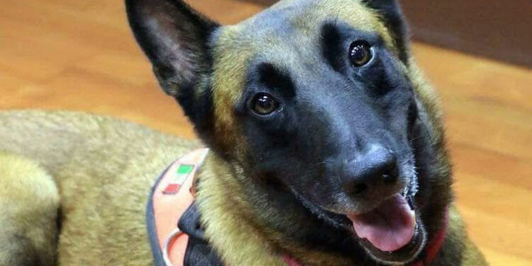 Fallece Rex, perro héroe del rescate tras el sismo de 2017