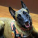 Fallece Rex, perro héroe del rescate tras el sismo de 2017