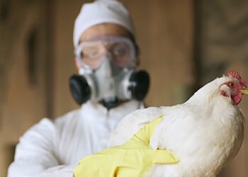 Confirman primer caso de gripe aviar H5N9 en EE. UU