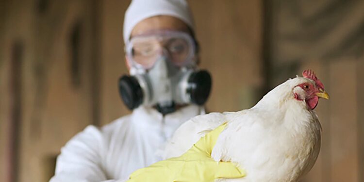 Confirman primer caso de gripe aviar H5N9 en EE. UU