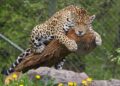 VIDEO | Hombre mata a jaguar en SLP por defender su ganado
